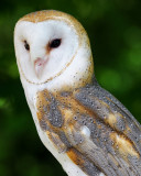 BARN OWL