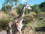 AK - Kilimanjaro Safari 7.jpg