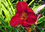 red lily.jpg