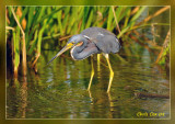 Tri Colored Heron