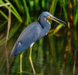 Tri Colored Heron