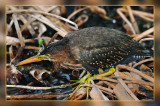 Little Green Heron - Late Evening Snack