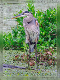 Great Blue Heron