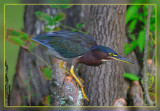 Green Heron