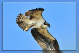 Osprey with Fish