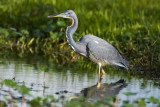 Tri Colored Heron