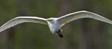 Egret on Nest Gathering Run
