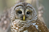 Friendly Barred Owl