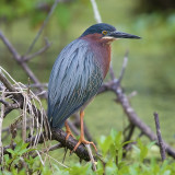 Green Heron