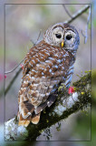 Barred Owl