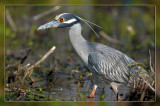 Yellow Crowned Night Heron