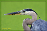 Great Blue Heron Portrait