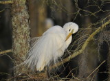 Preening