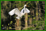 Egret Landing