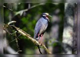 Yellow Crowned Heron