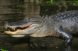 Louisiana Alligator - Super Sized