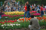 Albany Tulip Festival