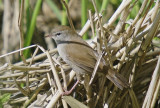 Cettis Warbler - Cettia cetti