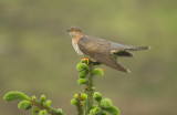 European Cuckoo - Cuculus canorus 