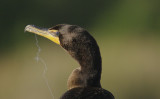 Double Crested Cormorant - Phalacrocorax auritus