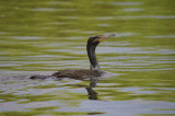 Double Crested Cormorant - Phalacrocorax auritus