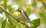 Yellow Throated Warbler - Dendroica dominica