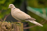 Collared Dove - Streptopelia decaocto