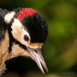 Greater Spotted Woodpecker -  Dendropocus major