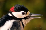 Greater Spotted Woodpecker -  Dendropocus major