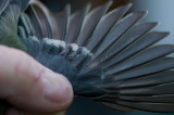 Blue Tit - Cyanistes caeruleus