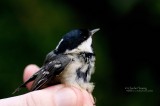 Coal Tit - Periparus ater