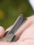 Marsh Tail - Poecile palustris