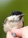 Marsh Tit - Poecile palustris