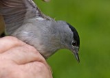 Blackcap - Sylvia atricapilla