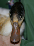 Shellduck - Tadorna tadorna
