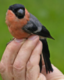 Bullfinch - Pyrrhula pyrrhula