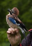 Jay - Garrulus glandarius