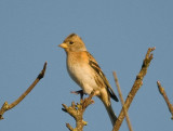 Brambling - Fringilla montifringilla