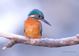 Kingfisher - Alcedo atthis