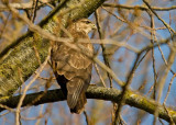 Buzzard - Buteo buteo