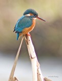 Kingfisher - Alcedo atthis