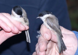 Marsh Tit - Poecile palustris
