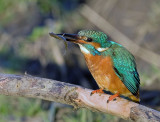 Kingfisher - Alcedo atthis