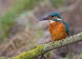 Kingfisher - Alcedo atthis
