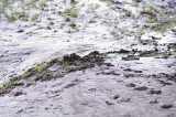 Spraint mound and Tracks.