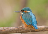 Kingfisher - Alcedo atthis