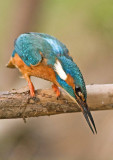 Kingfisher - Alcedo atthis