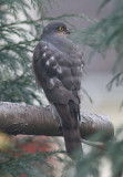 Sparrowhawk - Accipiter nisus