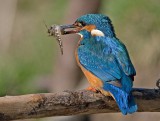 Kingfisher - Alcedo atthis