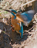 Kingfisher - Alcedo atthis